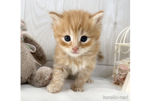 成約済の大阪府のサイベリアン-67827の8枚目